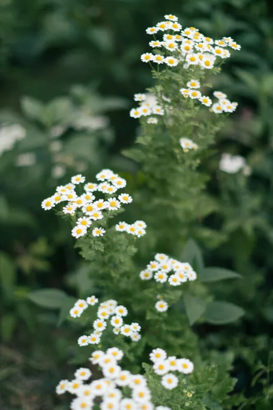 White daisy blooms in the yard.