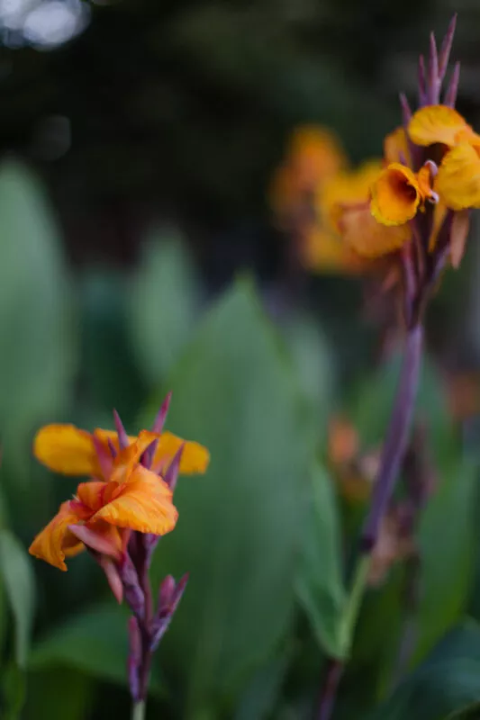 Canna blooms in the yard.