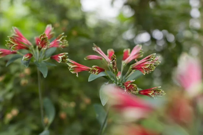 Green red flourish of color in early morning.