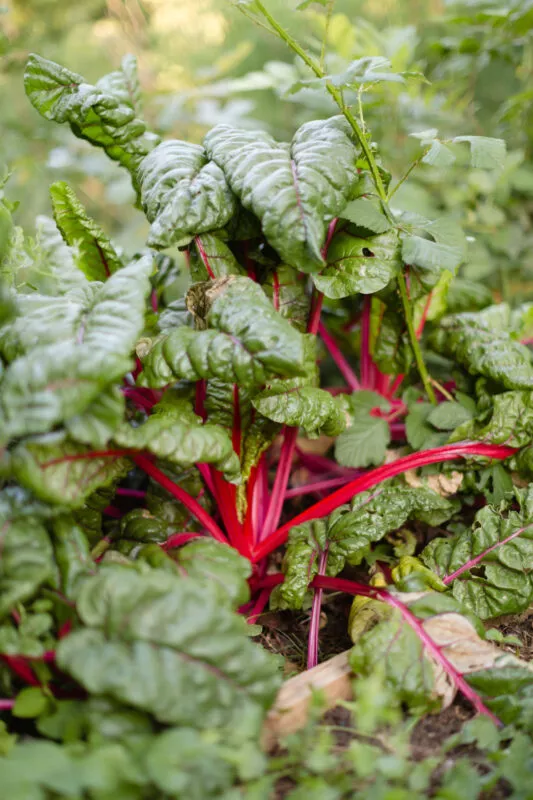 A green leafy veggie in the garden with red stalks.