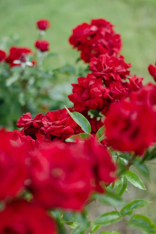 A looking through a rose cluster. 