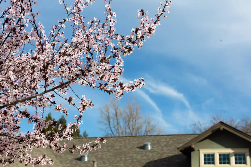 Cherry tree in front yard, with house and sky as background.