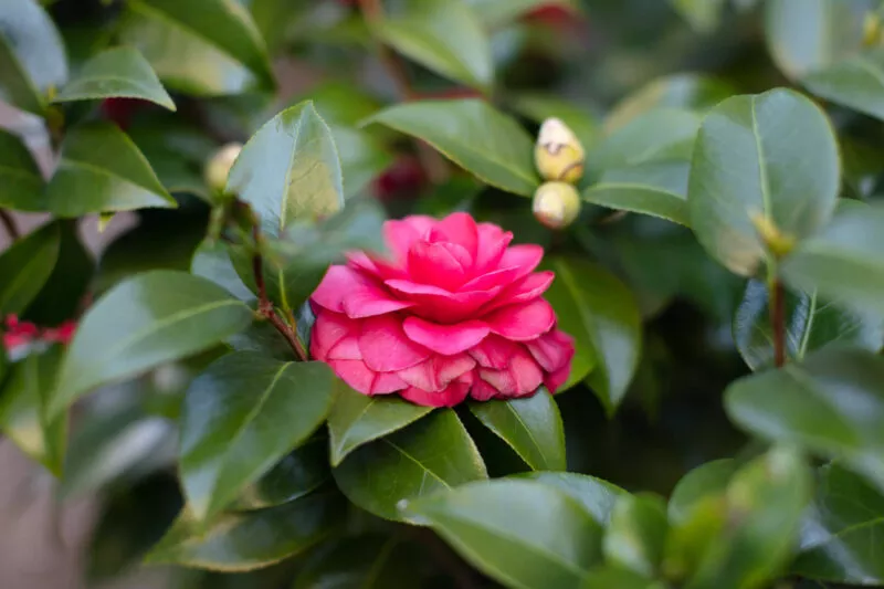 Red camalia, close up.