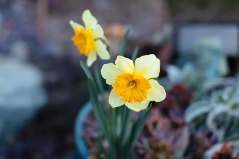 daffodil, close up.