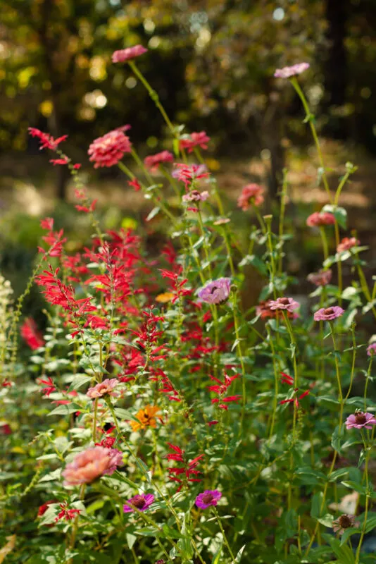 Red flowers among many in bloom in forest flower garden