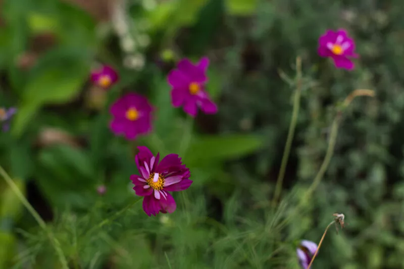 Crimson cosmos in bloom in a forest flower garden.