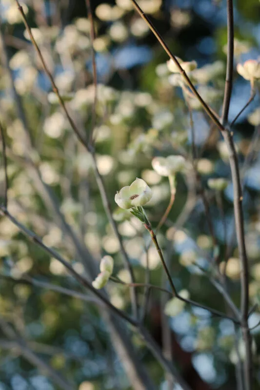 Early dogwood bloom.