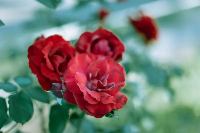 Roses along the fence, early morn.