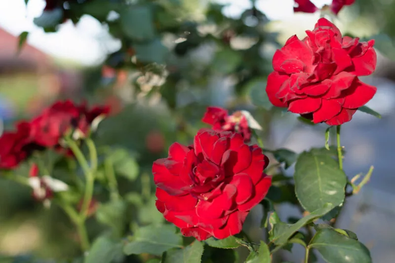 Capturing red roses, early morning light.