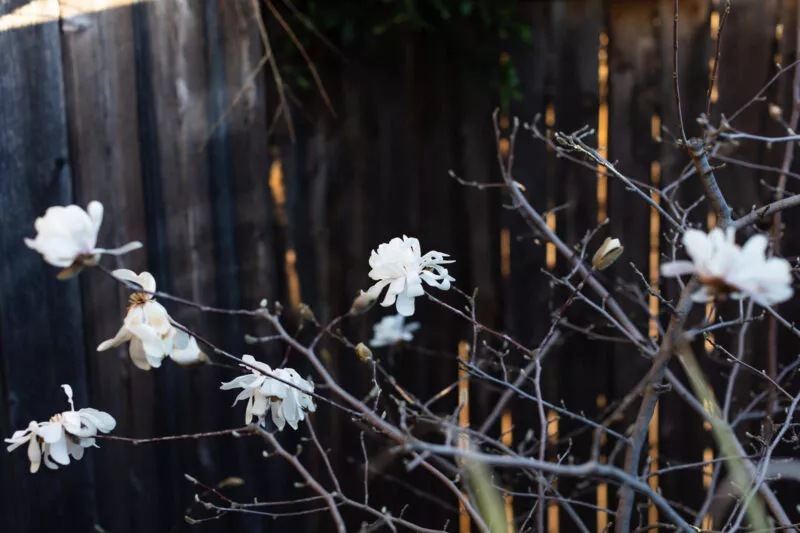 magnolias in the evening light