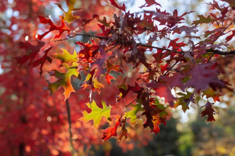 Leaves showing fall colors filtered through the forest canopy.