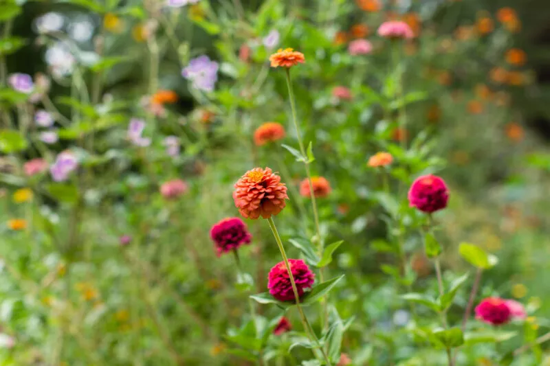 Flowers blooming foreground, with a blur of background colors.