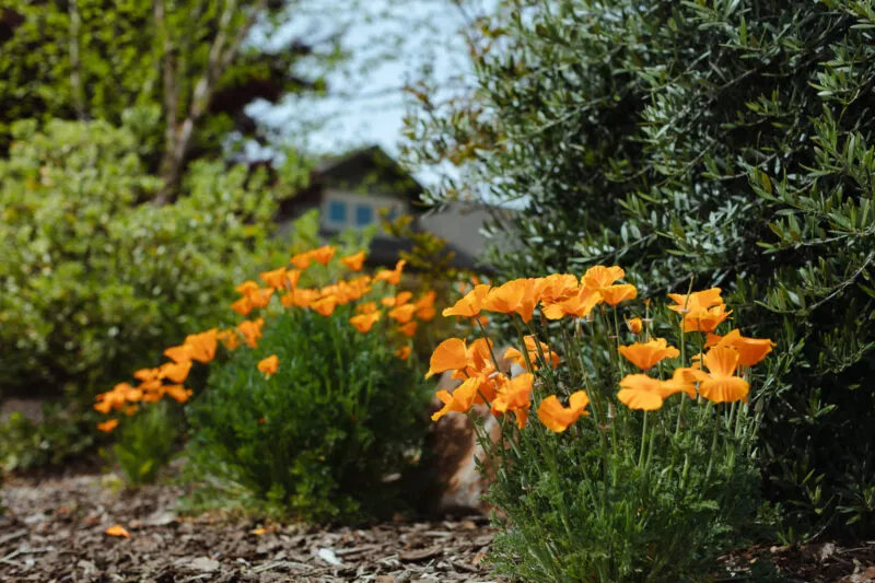 Golden poppies along the bike path.