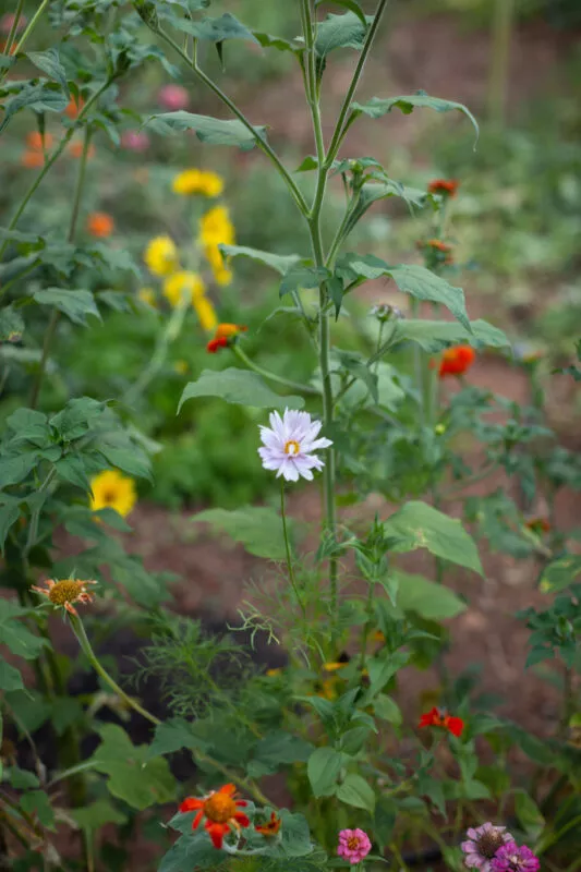 Small white-pink flower along garden trail.