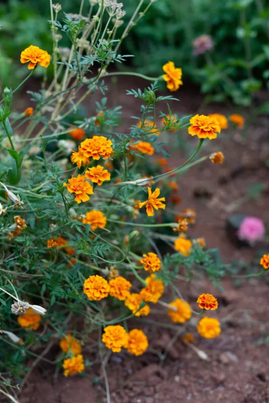 Orange and red marigold along the garden path.