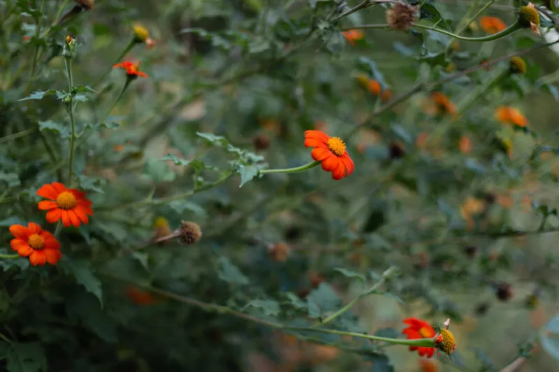 Red-orange Mexican sunflowers in bloom in a forest flower garden.