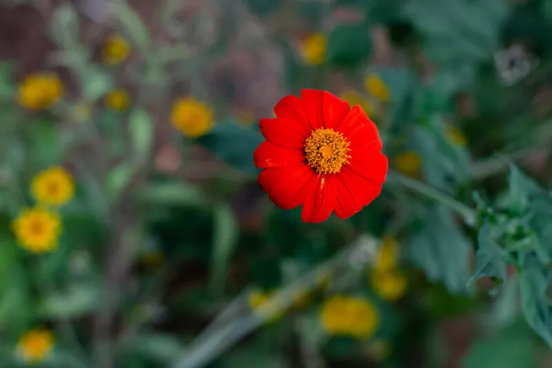 Reddish Mexican sunflowers in bloom in a forest flower garden.