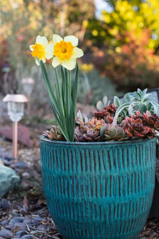 Morning light and a daffodil bloom in the yard.