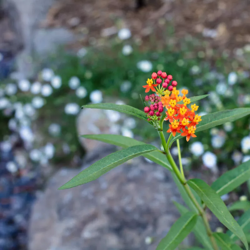 Orange milkweed with white daisies in the background.