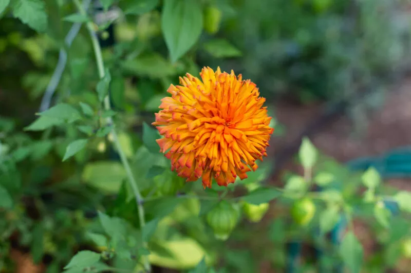 Up close view of an orange pom pom flower in a forest flower garden.