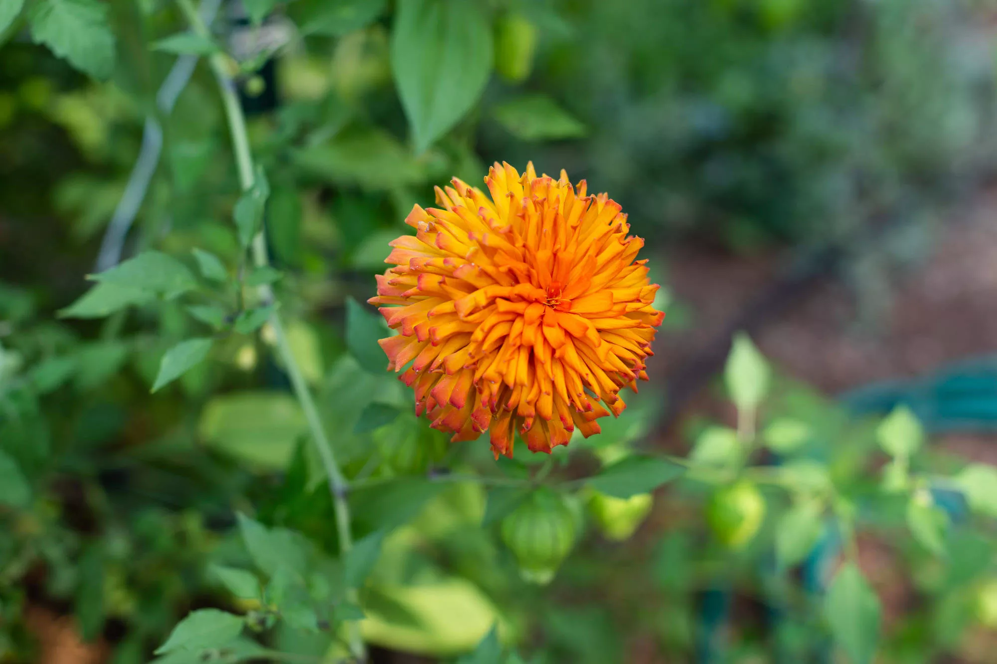 Big Bend Flower Garden