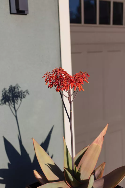 Orange succulent bloom in front drive.