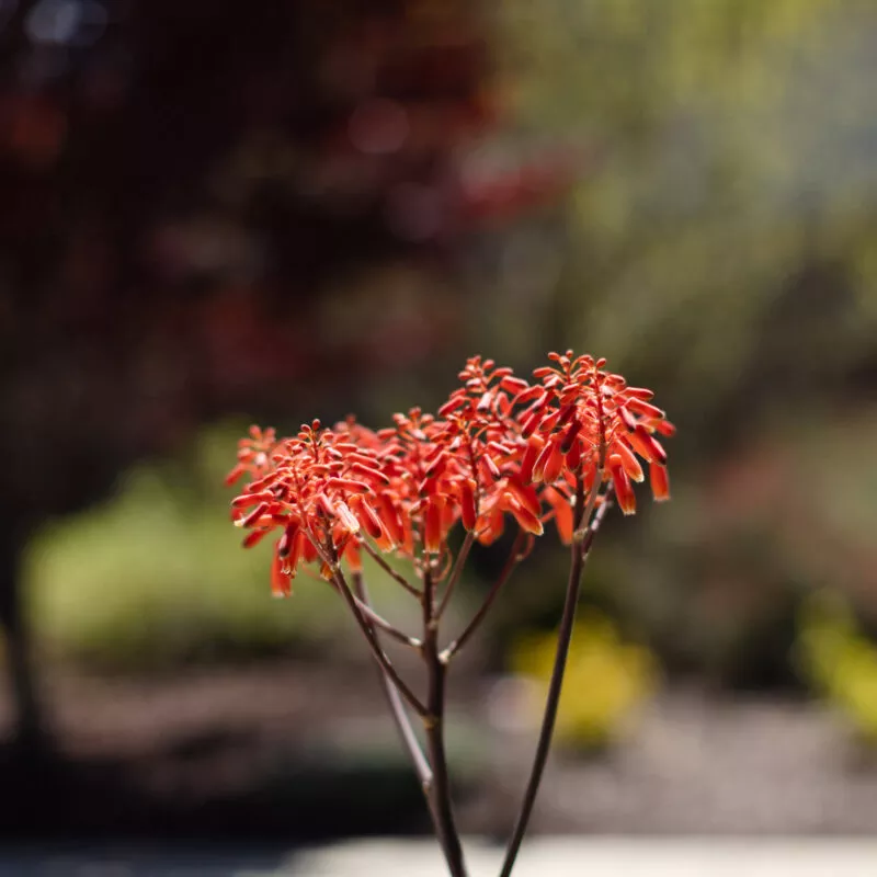 Orange succulent bloom, up close.