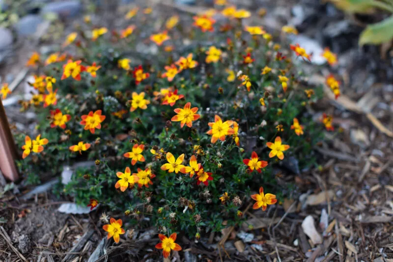 Orange bloom in the yard.