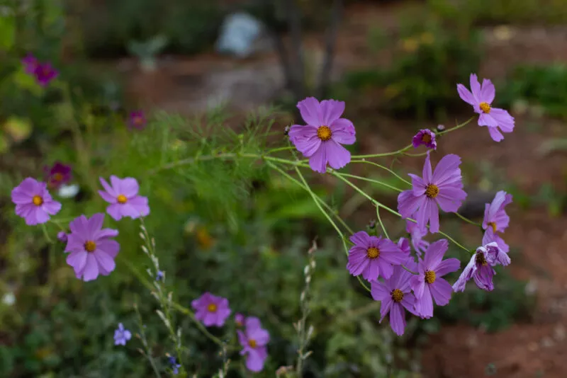 Pink-purple cosmos, up close in the garden