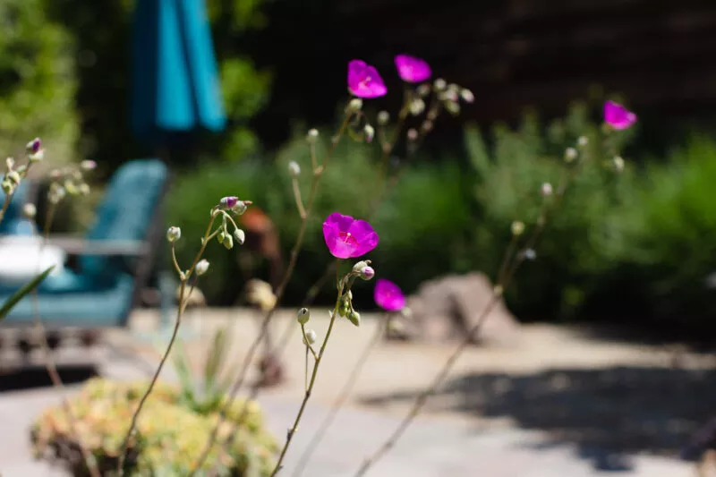 Pink flower on a very long stem.