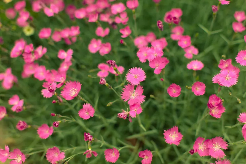 Pink diantus, up close.