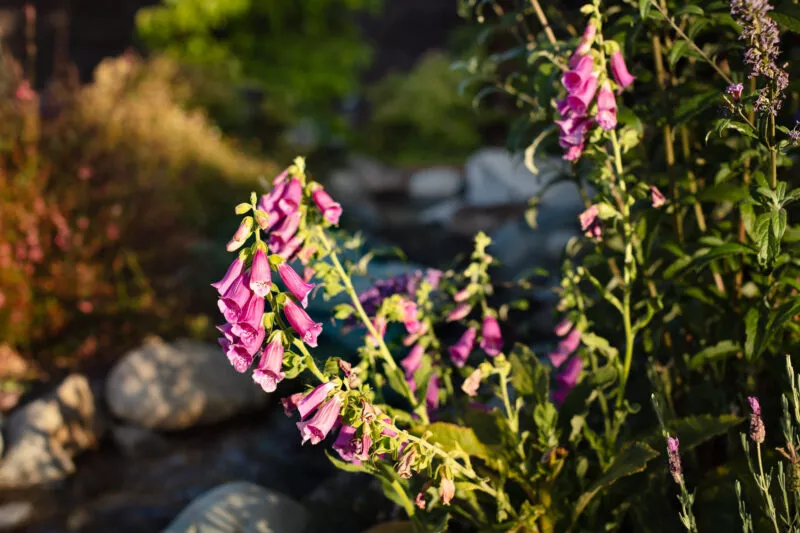 Foxgloves in the yard.