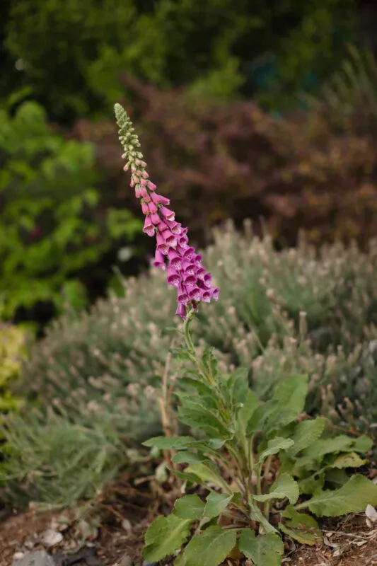 Early Foxglove bloom.