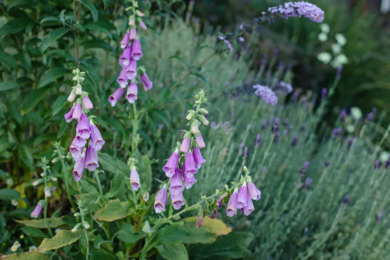 Foxgloves and other flowers