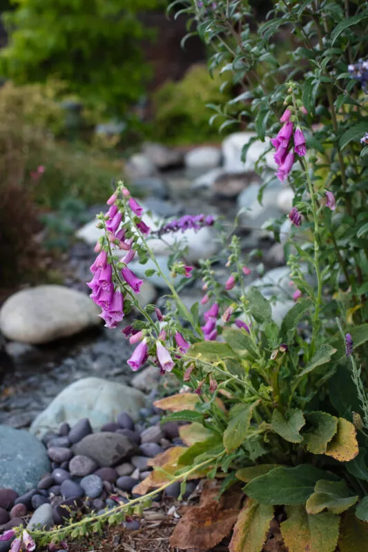 Foxgloves secondary bloom.