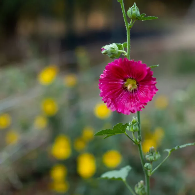 Pink hollyhock up close in a forest flower garden.