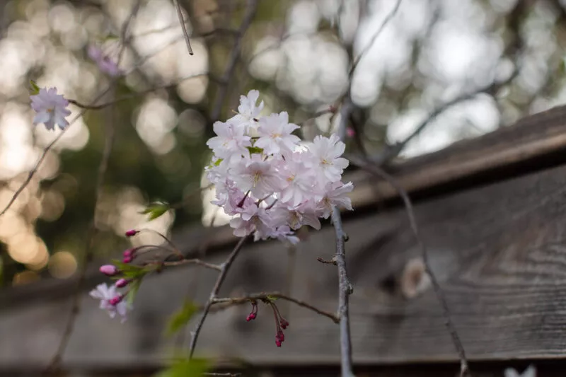 Pink tree flowers at sunset.