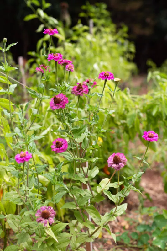 Lovely pinkish, purple coneflower in forest flower garden.