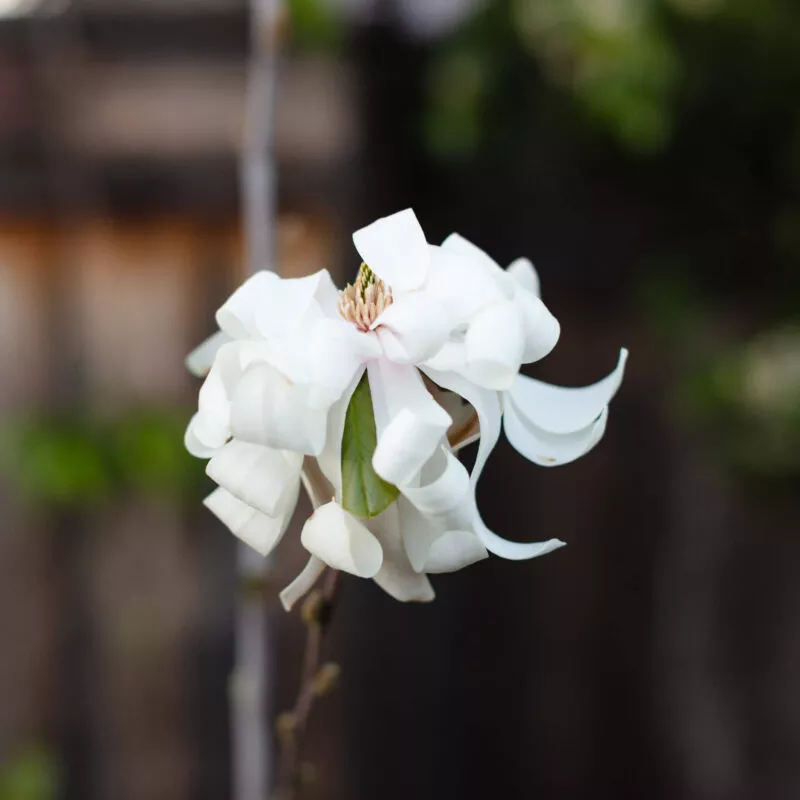 Pinkish-white magnolia flower.