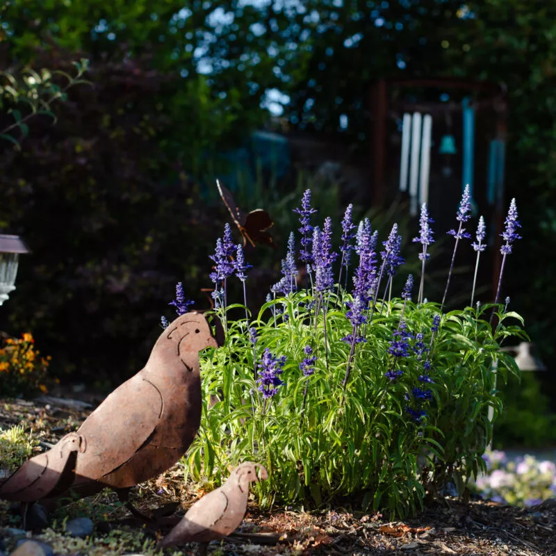 Purple bloom in front of yard art.