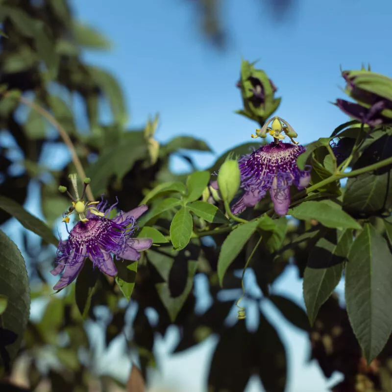 Purple flower, blue sky.