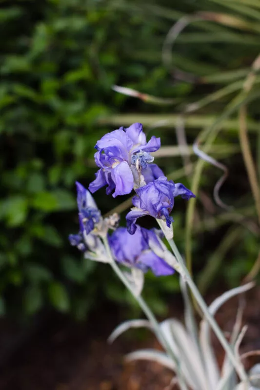 Purple iris in corner of the yard