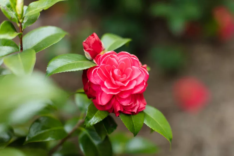 Red camalia flower blooms.