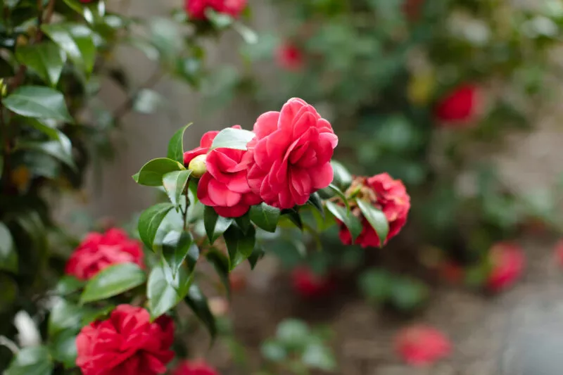 Red camalia flowers.