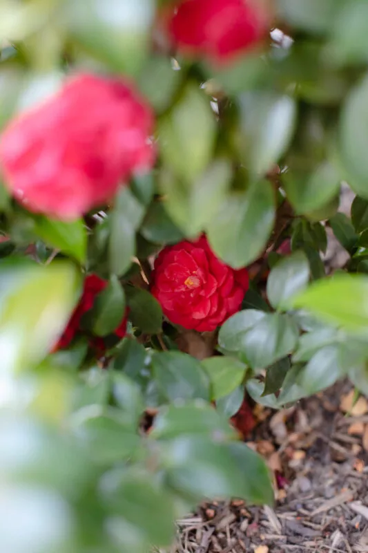 Red camalia flower blooms.