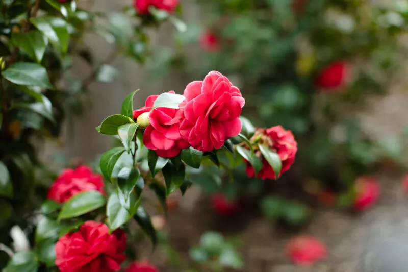 Red camalia flower