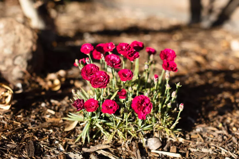 Small red flowers.