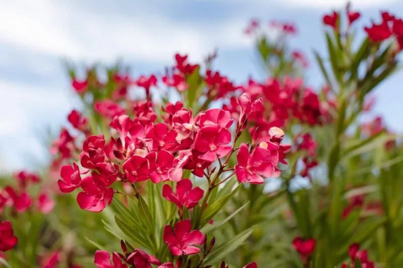 Red oleander bloom in 2020.