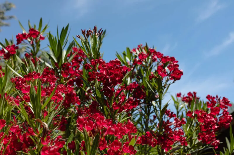 Red oleander bloom in 2021.