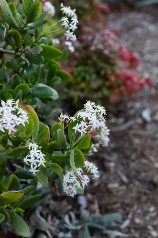 White flower on succelent.